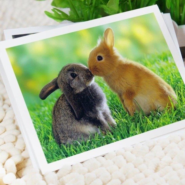 Animals Postcards - Stationery Heaven