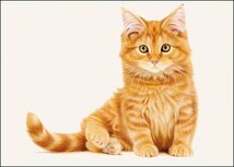 Double Card | Franciens Katten, Francien van Westering Double Card | Franciens Katten, Francien van Westering