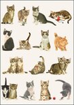 Double Card | Franciens Katten, Francien van Westering Double Card | Franciens Katten, Francien van Westering