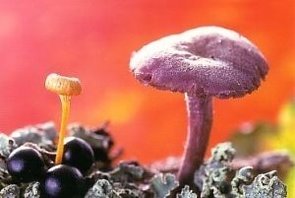 Postcard | Autumn life