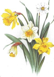 Museum Cards Postcard | Vijf Narcissen