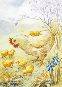 Postcard Eileen Chandler | Hen and Chicks