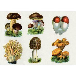 Postcard | Vintage Mushroom Illustration