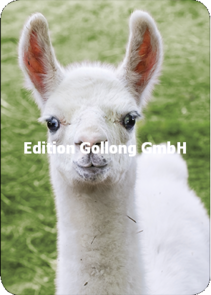 Shutterstock - Burry van den Brink Postcard | Lama