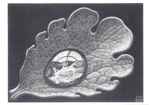 Museum Cards Postcard | M.C. Escher, Drop (Dewdrop)