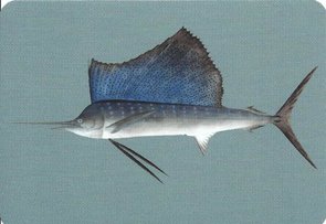 Postcard | Vis, Philipp Franz von Siebold, Naturalis Biodiversity Center