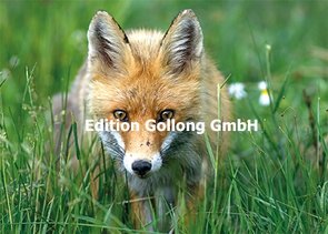 Shutterstock.com - Czesnak Zsolt Postcard | Fuchs