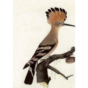 Postcard | European Hoopoe