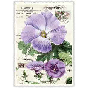 PK 895 Tausendschön Postcard | SWEET MEMORIES 