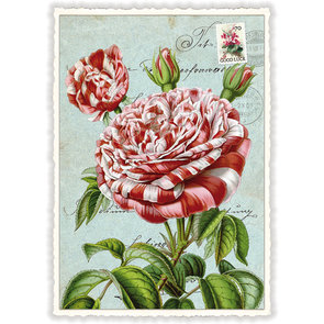 PK 897 Tausendschön Postcard | SWEET MEMORIES 