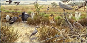 XL Postcard | Elwin van der Kolk, Vogelbescherming Nederland