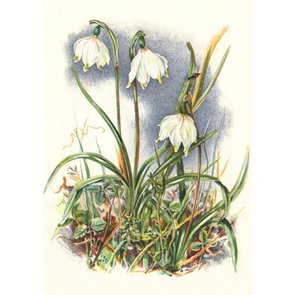 Postcard | Snowdrops, Wildflowers