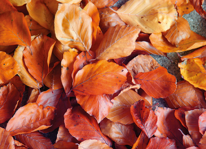 Postcard | Autumn Leaves