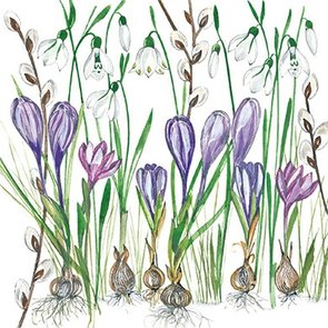 Kerstin Heß Postcard | Snowdrop, crocus, willow