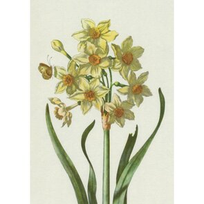 Postcard | Daffodils