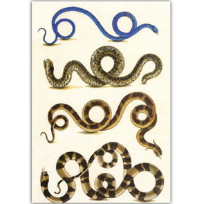 Postcard | Snakes