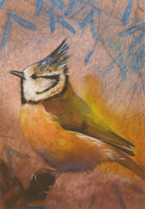 Postcard Loes Botman | Crested Tit 