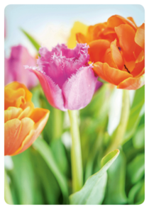 Postcard | Tulpen