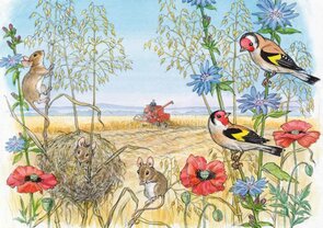 Postcard Molly Brett | Two In A Tent