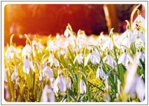 Postcard | Snowdrops