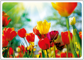 Postcard | Spring is here! (tulips)