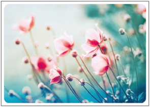 Postcard | Anemones in summer