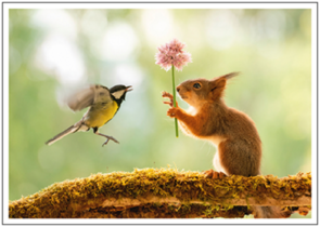 Postcard | squirrel with flower and tit