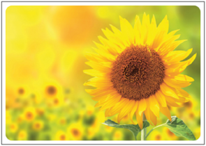Postcard | Sunflower