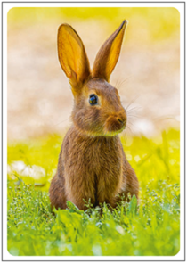 Postcard | Dwarf rabbit
