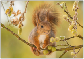 Postcard | Squirrel on branch