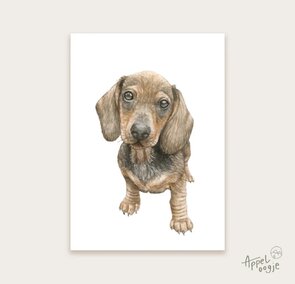 Postcard Teckel - Appeloogje