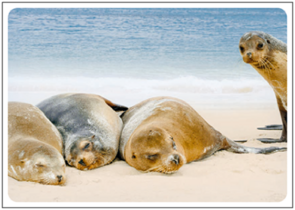 Postcard | Seals on the beach