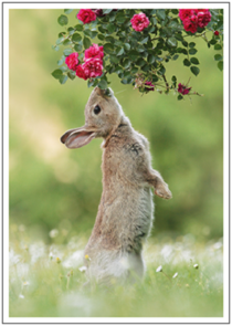 Postcard | Wild rabbit in spring