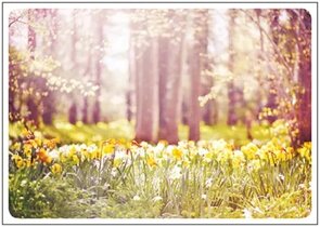 Postcard | Daffodils in the forest