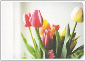 Postcard | Tulips at the window