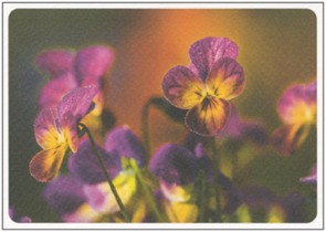 Postcard | Heralds of spring (pansies)