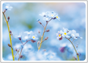 Postcard | Forget-me-not