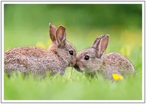 Postcard | Kissed Awake (Rabbits)