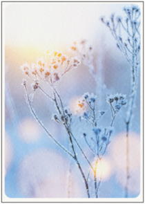 Postcard | Winter branch in sunlight