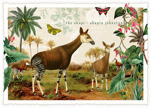 PK 1263 Tausendschön Postcard - Okapi 