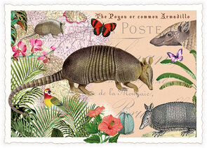 PK 1265 Tausendschön Postcard - armadillo
