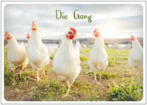 Postcard | Die Gang (Chickens)