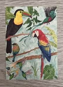 Wildgardens Postcard - Birds of Paradise