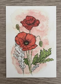 Wildgardens Postcard - Poppy
