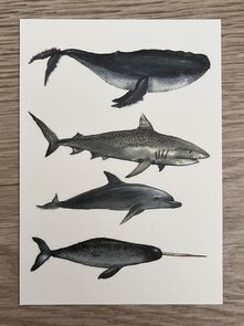 Wildgardens Postcard - Sealife Whale