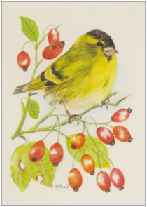 Postcard | Siskin in autumn