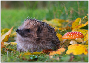 Postcard | Hedgehog and fly agaric