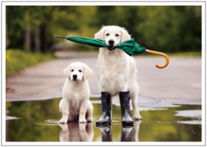 Postcard | Dog walk in the rain