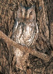 Postcard Tushita | Sops Owl