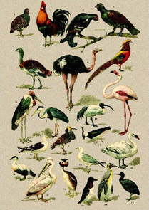 Postcard | Natural History, 1900